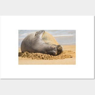 Eepo the Hawaiian monk seal Posters and Art